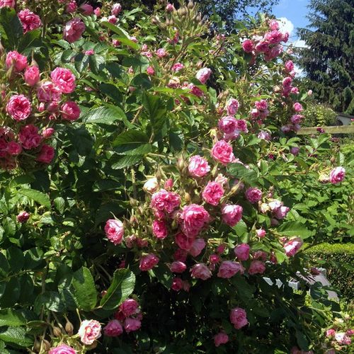 Średnio różowy  - Róże pienne - z kwiatami róży angielskiej - korona krzaczasta